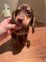 Choco, a male Miniature Dachshund for sale in Chino Hills, CA – Photo 2 of 2