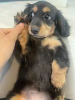 Tammi, a female Miniature Dachshund for sale in Foothill Ranch, CA – 4 of 4