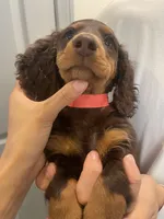 Kimi, a male Miniature Dachshund for sale in Foothill Ranch, CA – 1 of 3