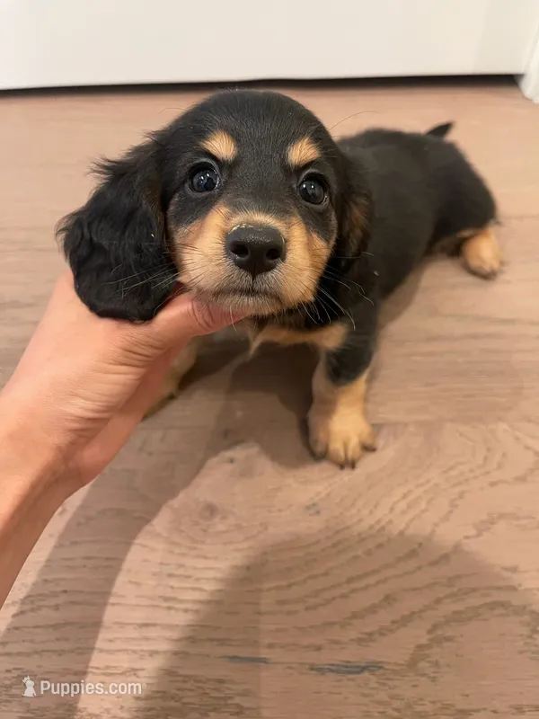 Harley – Miniature Dachshund puppy for sale in Chino Hills, CA