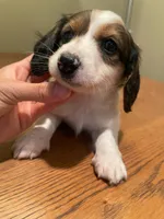 Theo, a male Miniature Dachshund for sale in Chino Hills, CA – 3 of 3