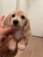 Bruno, a male Miniature Dachshund for sale in Chino Hills, CA – 1 of 4