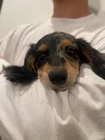 kiki, a female Miniature Dachshund for sale in Chino Hills, CA – 1 of 3