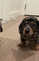 Leo, a male Miniature Dachshund for sale in Chino Hills, CA – 2 of 2