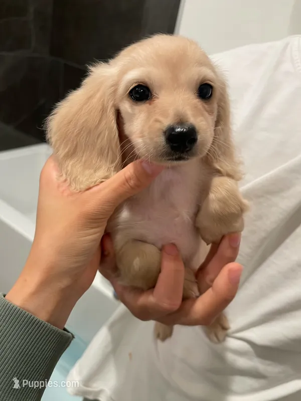 Charlie – Miniature Dachshund puppy for sale in Chino Hills, CA