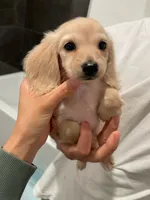 Charlie, a male Miniature Dachshund for sale in Chino Hills, CA – 1 of 4