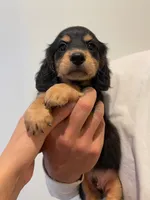 Harley, a male Miniature Dachshund for sale in Chino Hills, CA – 2 of 2