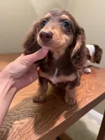 Bruno, a male Miniature Dachshund for sale in Chino Hills, CA – Photo 2 of 2