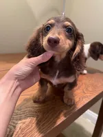Bruno, a male Miniature Dachshund for sale in Chino Hills, CA – Photo 1 of 2