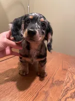 Kimi, a male Miniature Dachshund for sale in Chino Hills, CA – Photo 1 of 2