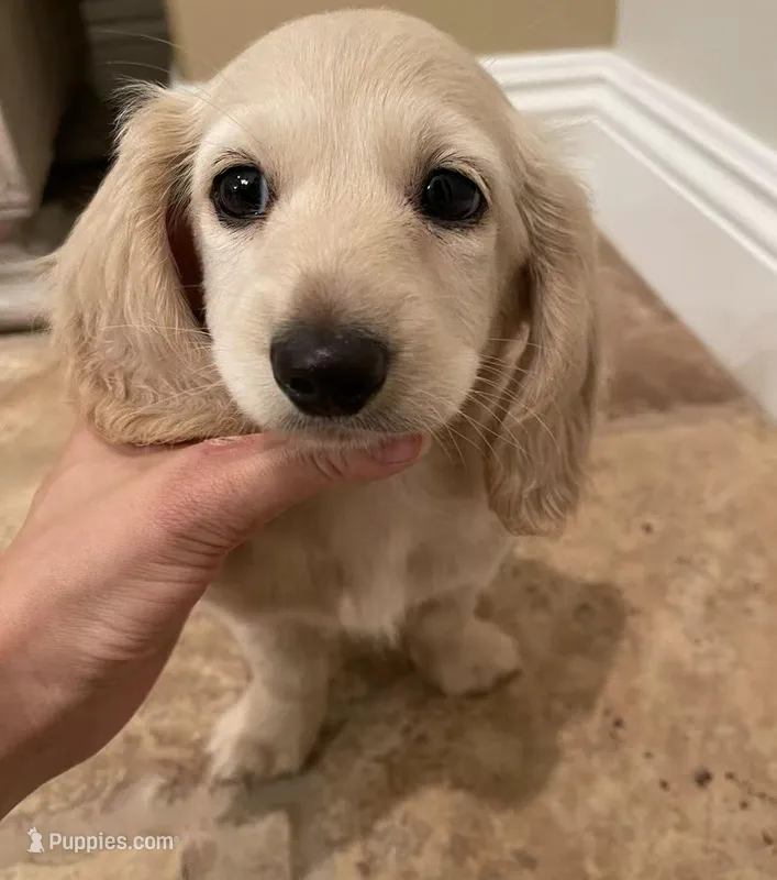 creamy – Miniature Dachshund puppy for sale in Chino Hills, CA