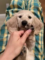 creamy, a male Miniature Dachshund for sale in Chino Hills, CA – Photo 2 of 3