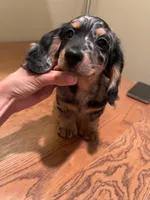 Kimi, a male Miniature Dachshund for sale in Chino Hills, CA – Photo 2 of 2