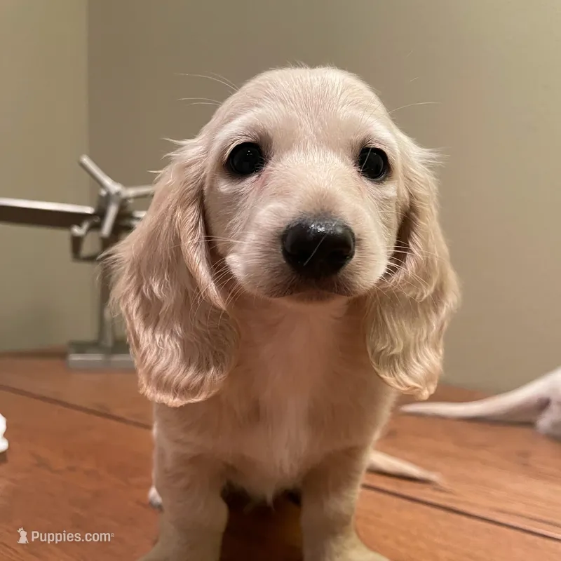 creamy – Miniature Dachshund puppy for sale in Chino Hills, CA