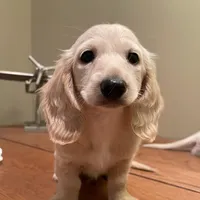 creamy, a male Miniature Dachshund for sale in Chino Hills, CA – Photo 1 of 3