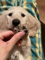 creamy, a male Miniature Dachshund for sale in Chino Hills, CA – Photo 3 of 3