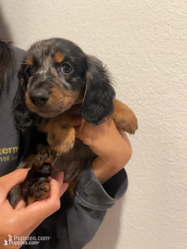 Chestnut – Miniature Dachshund puppy for sale in Foothill Ranch, CA