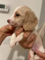 Bailey, a male Miniature Dachshund for sale in Foothill Ranch, CA – 2 of 4