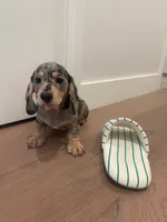 Bruno, a male Miniature Dachshund for sale in Chino Hills, CA – 3 of 3
