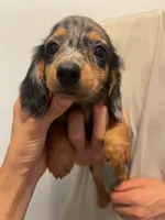 Duffy , a male Miniature Dachshund for sale in Foothill Ranch, CA – 3 of 3
