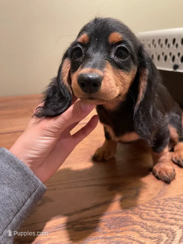 Daisy – Miniature Dachshund puppy for sale in Chino Hills, CA