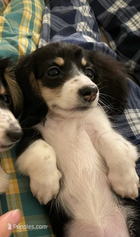 Puff – Miniature Dachshund puppy for sale in Chino Hills, CA