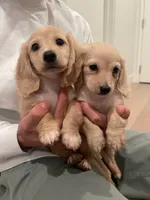 Charlie, a male Miniature Dachshund for sale in Chino Hills, CA – 4 of 4