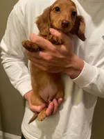 Mochi, a female Miniature Dachshund for sale in Chino Hills, CA – Photo 2 of 2