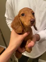 Mochi, a female Miniature Dachshund for sale in Chino Hills, CA – Photo 1 of 2