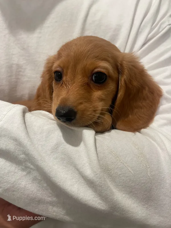 Blondie  – Miniature Dachshund puppy for sale in Chino Hills, CA