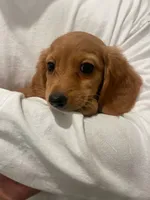 Blondie , a female Miniature Dachshund for sale in Chino Hills, CA – 1 of 4