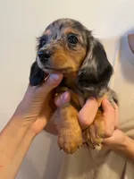 molly, a female Miniature Dachshund for sale in Foothill Ranch, CA – 3 of 3