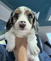 Charlie , a male Miniature Dachshund for sale in Chino Hills, CA – 3 of 5