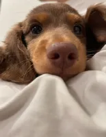 Louis light chocolate, a male Miniature Dachshund for sale in Chino Hills, CA – 2 of 3