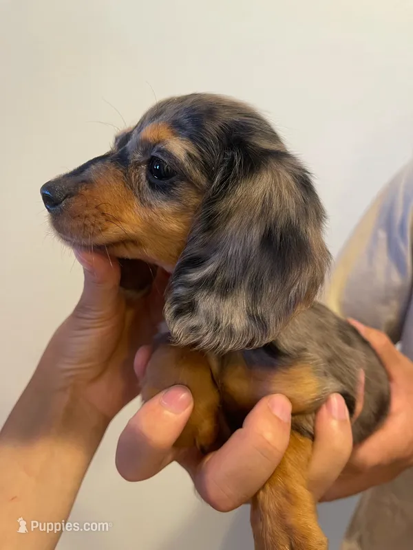 Mila – Miniature Dachshund puppy for sale in Foothill Ranch, CA