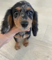 Dora, a female Miniature Dachshund for sale in Foothill Ranch, CA – 1 of 2