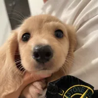 Bruno, a male Miniature Dachshund for sale in Chino Hills, CA – 3 of 4