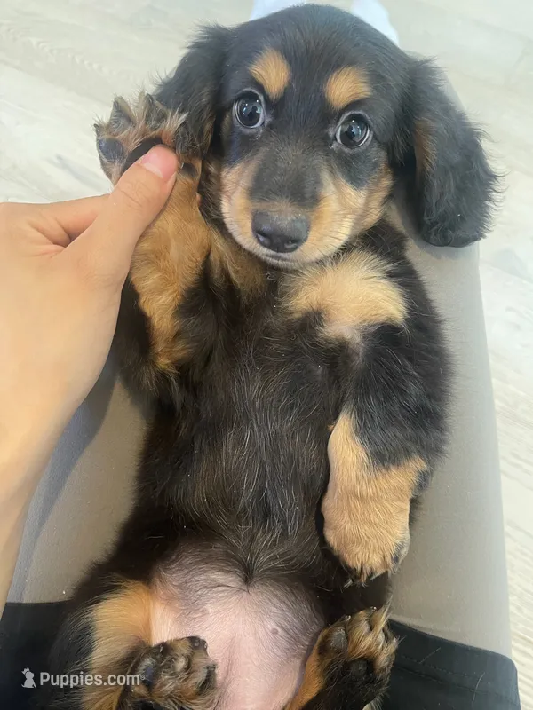 Tammi – Miniature Dachshund puppy for sale in Foothill Ranch, CA