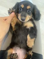 Tammi, a female Miniature Dachshund for sale in Foothill Ranch, CA – 1 of 4