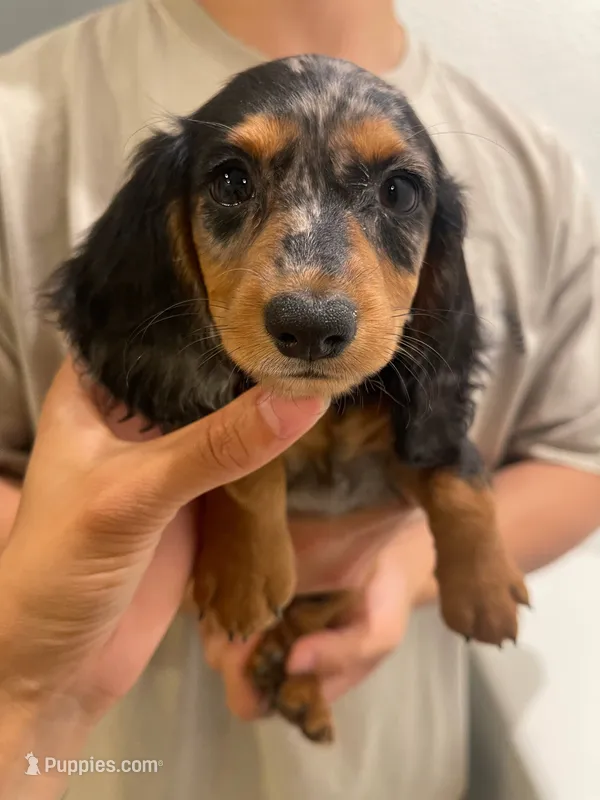 Ruby – Miniature Dachshund puppy for sale in Foothill Ranch, CA