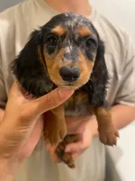 Ruby, a female Miniature Dachshund for sale in Foothill Ranch, CA – 1 of 2