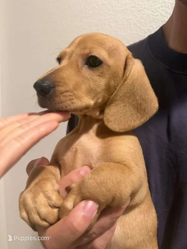 Chunky – Miniature Dachshund puppy for sale in Foothill Ranch, CA