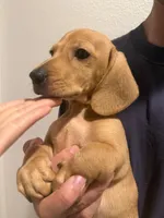 Chunky, a male Miniature Dachshund for sale in Foothill Ranch, CA – 1 of 3