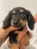 Poppy, a female Miniature Dachshund for sale in Chino Hills, CA – 1 of 2