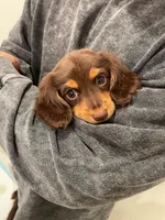 Moon, a female Miniature Dachshund for sale in Chino Hills, CA – Photo 3 of 3