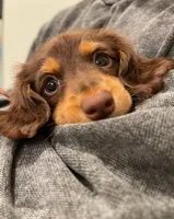 Moon, a female Miniature Dachshund for sale in Chino Hills, CA – Photo 1 of 3