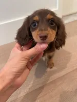 Moon, a female Miniature Dachshund for sale in Chino Hills, CA – Photo 2 of 3