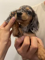 Mila, a female Miniature Dachshund for sale in Foothill Ranch, CA – 2 of 3