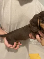 Loki, a male Miniature Dachshund for sale in Foothill Ranch, CA – 3 of 4