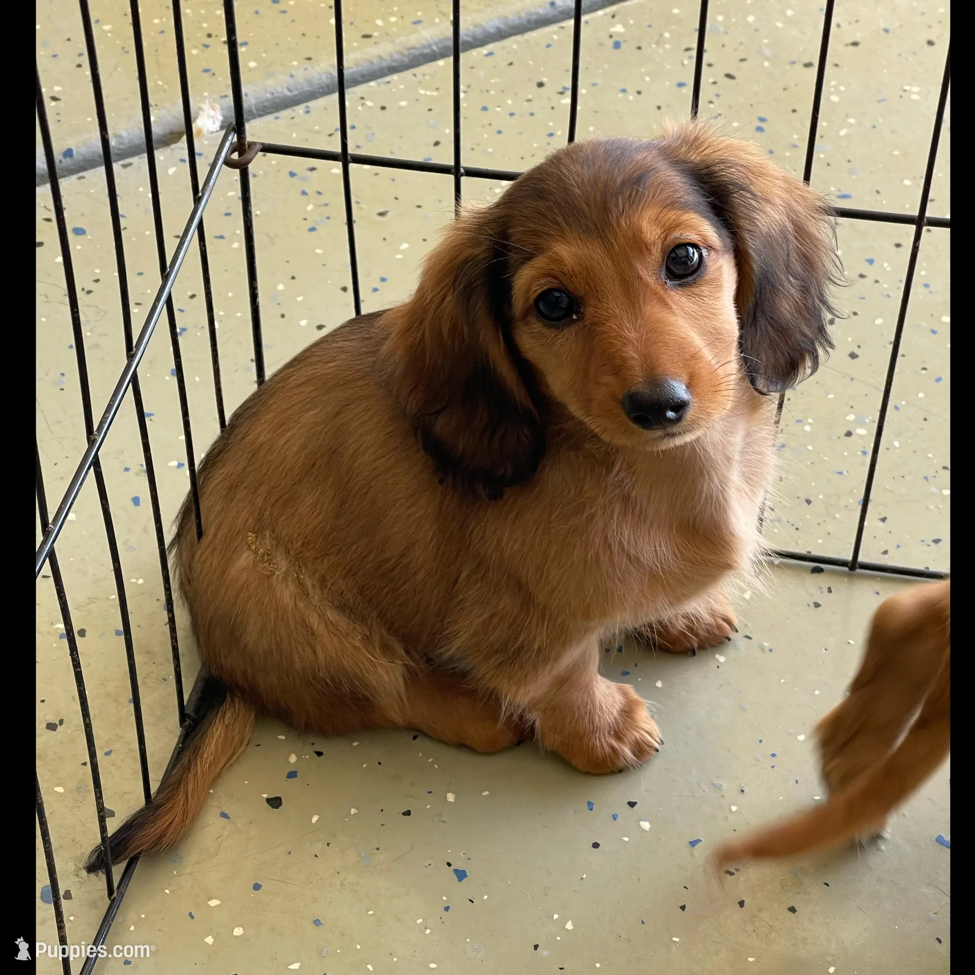 Stacie, a female Miniature Dachshund for sale in Chino Hills, CA – Photo 1 of 2